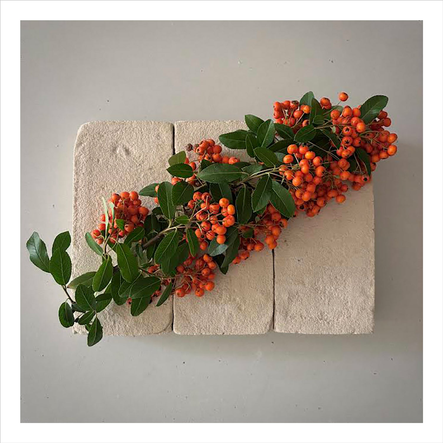 FLOWERS ON BRICKS - Firethorn Card