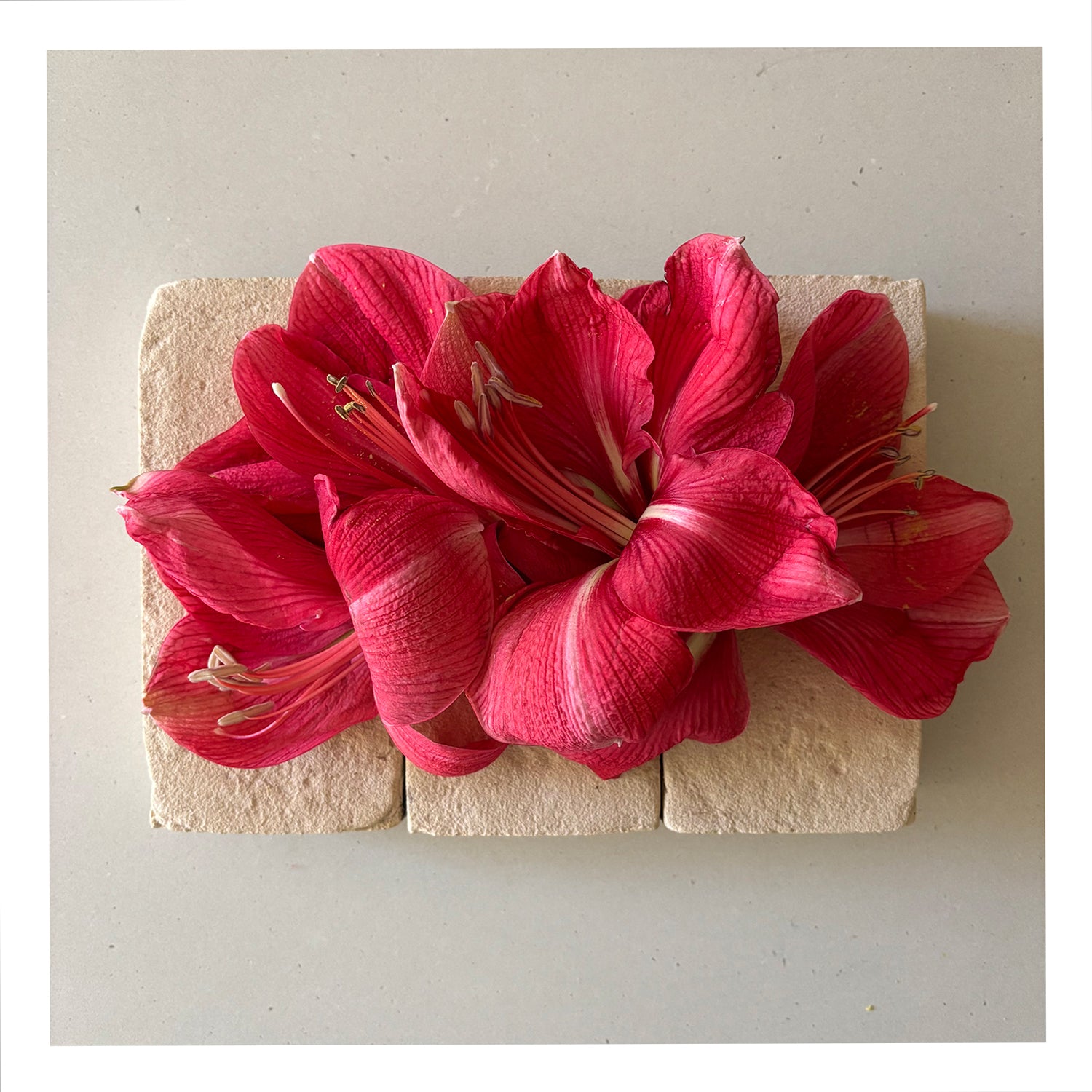 FLOWERS ON BRICKS - Amaryllis Card
