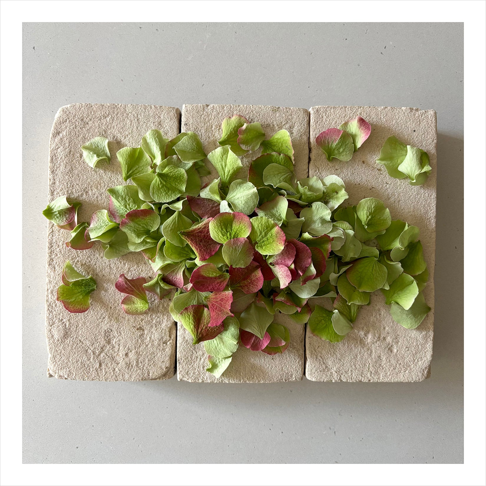 FLOWERS ON BRICKS - Hydrangea Card