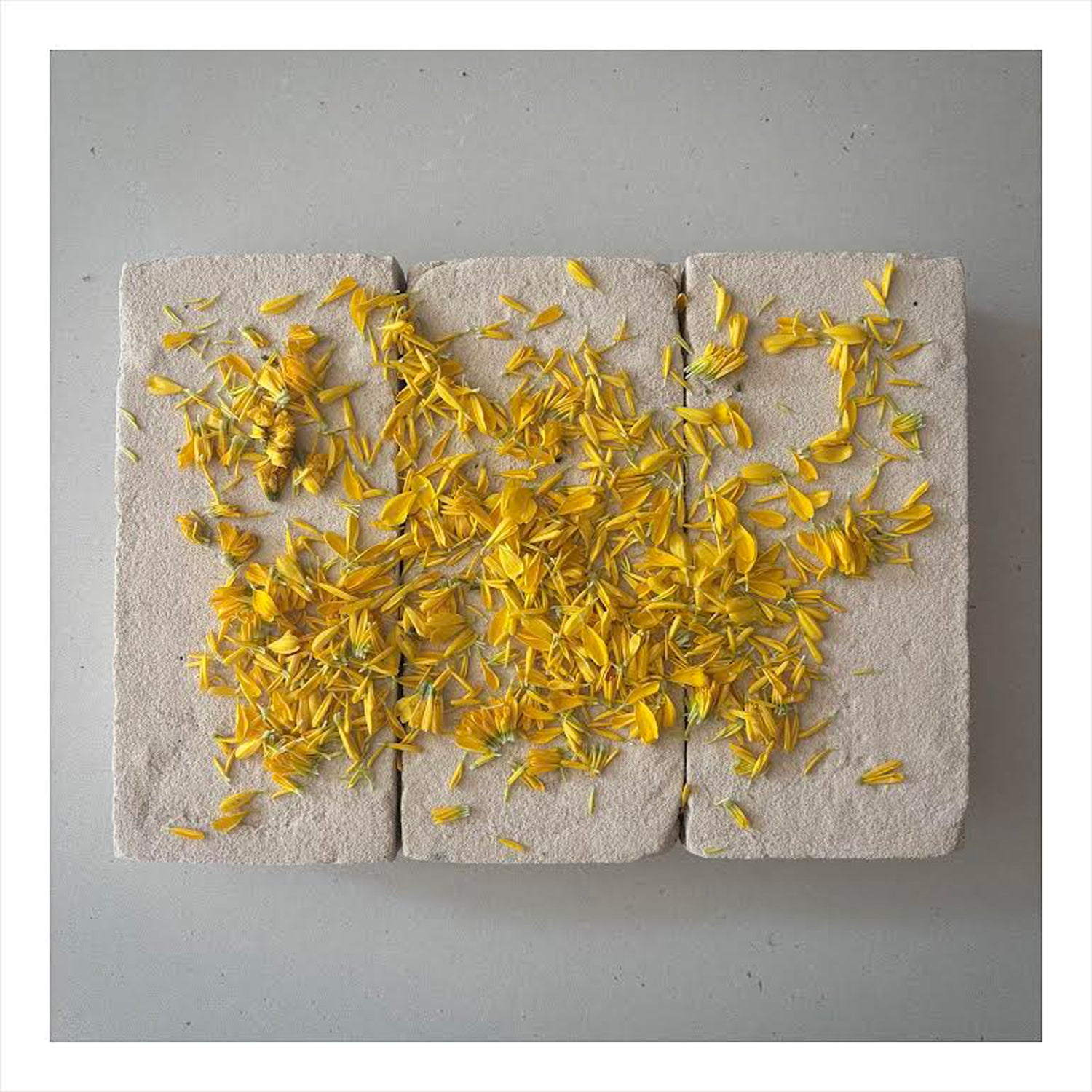 FLOWERS ON BRICKS - Marigold Card