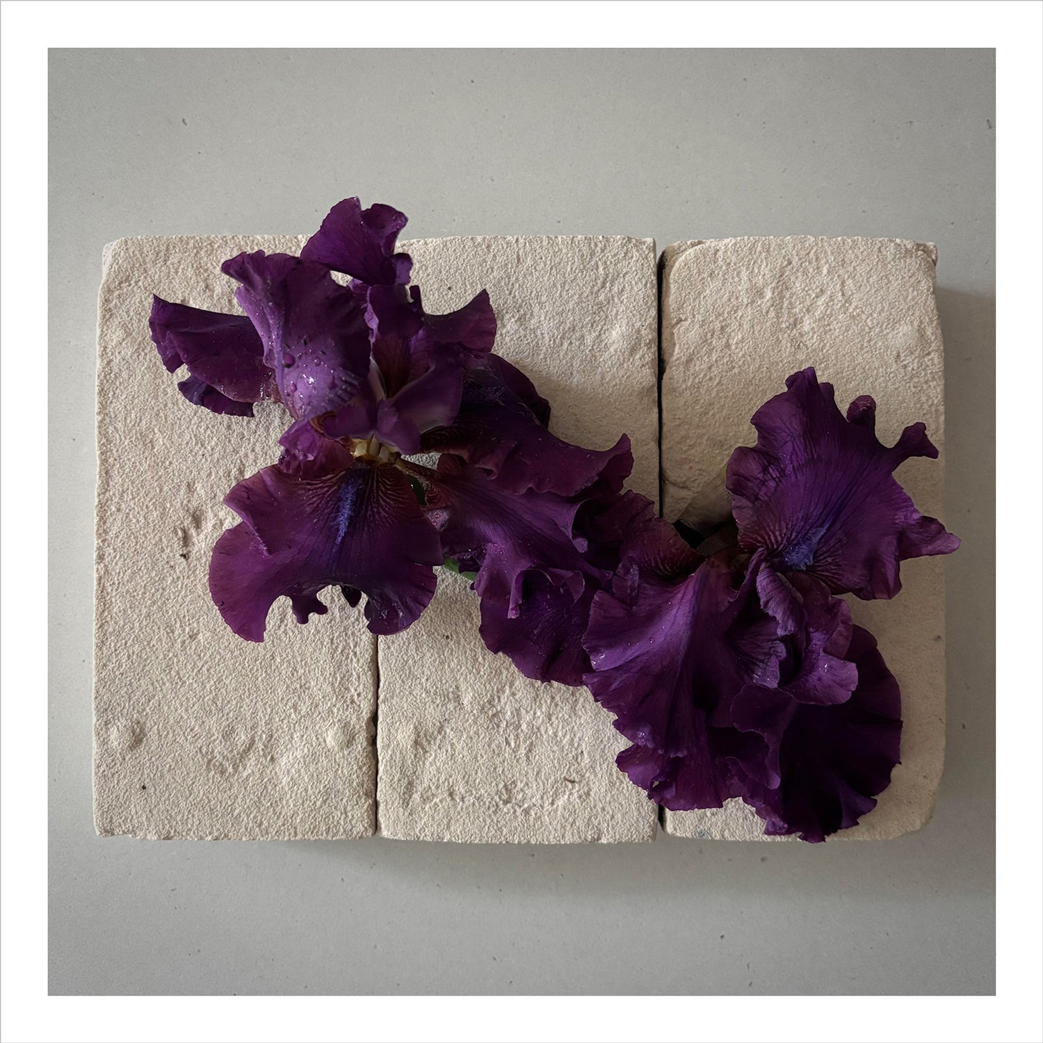 FLOWERS ON BRICKS - Iris Card